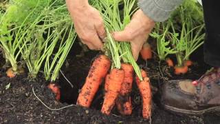 Best timings and methods for bigger harvests, my Diary tips for easier growing