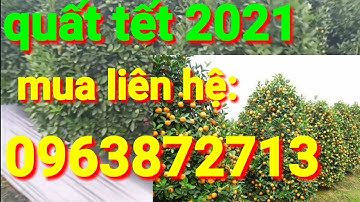 Quất tết 2021 vừa nhiều vừa đẹp, mua quât cảnh tết liên hệ số: 0963872713