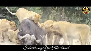 The best battles of the animal world,Harsh Life of Wild Animals, Lion, Buffalo,Leopard, Jackal,