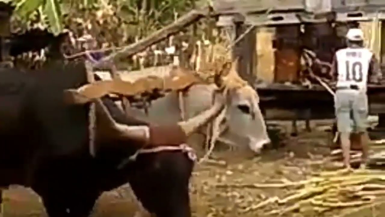 Como funciona o engenho antigo de tração animal