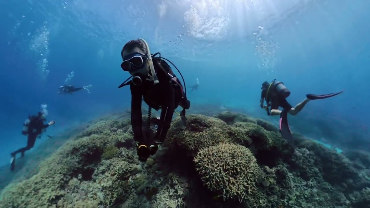 ハナゴイ 枝珊瑚がすごいです 座間味ダイビング ウルノサチ Insta360X5