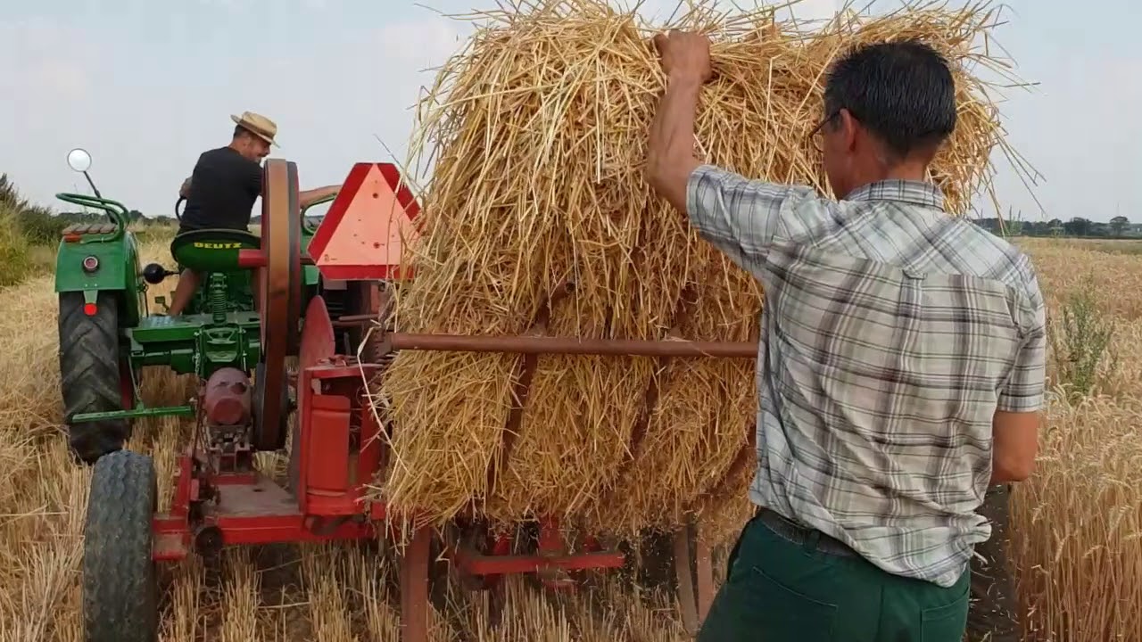 Graan Oogsten Schimmert 2018