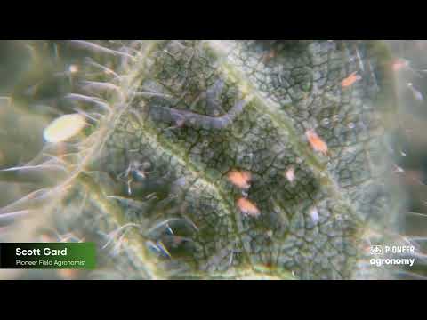 Scouting for Spider Mites in Soybeans