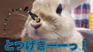 【全公開】うさぎの鼻ヒクヒクに魅了された男 #212