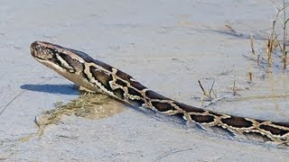 Celebrity Pythons at Alligator Pond 04 - Dangerous Animals in Florida - Time Lapse x2 Net Worth