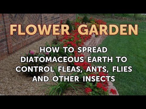 How to Spread Diatomaceous Earth to Control Fleas, Ants, Flies and ...