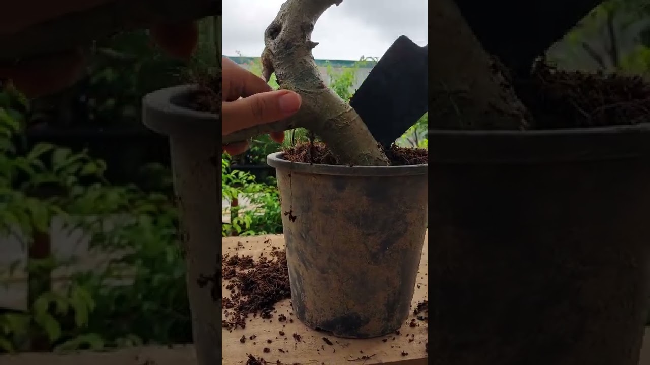 Hạ tay cành sanh nam điền làm cây phôi mini bonsai - youtube