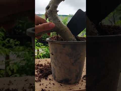 Video Hạ tay cành sanh nam điền làm cây phôi mini bonsai - youtube
