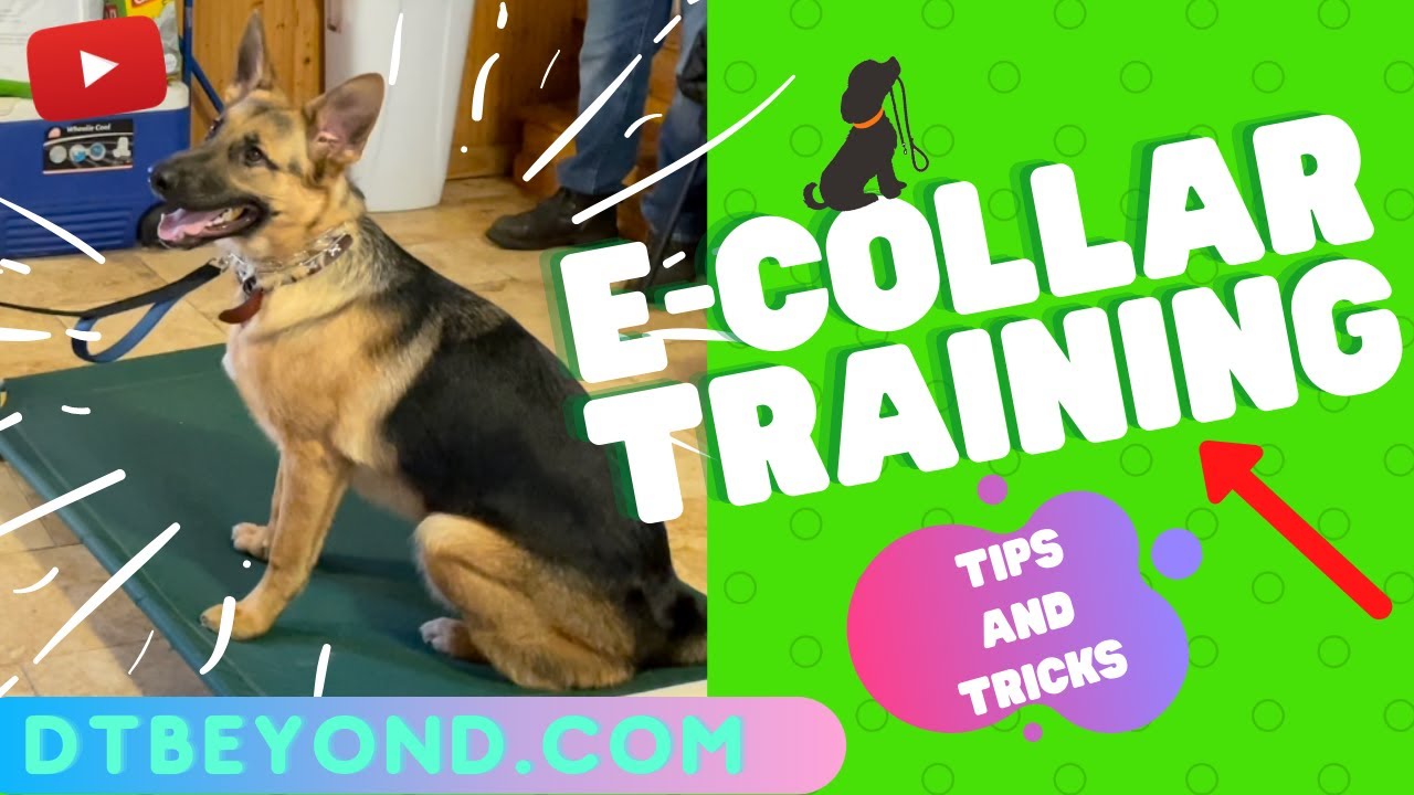 E-COLLAR TRAINING! - YouTube