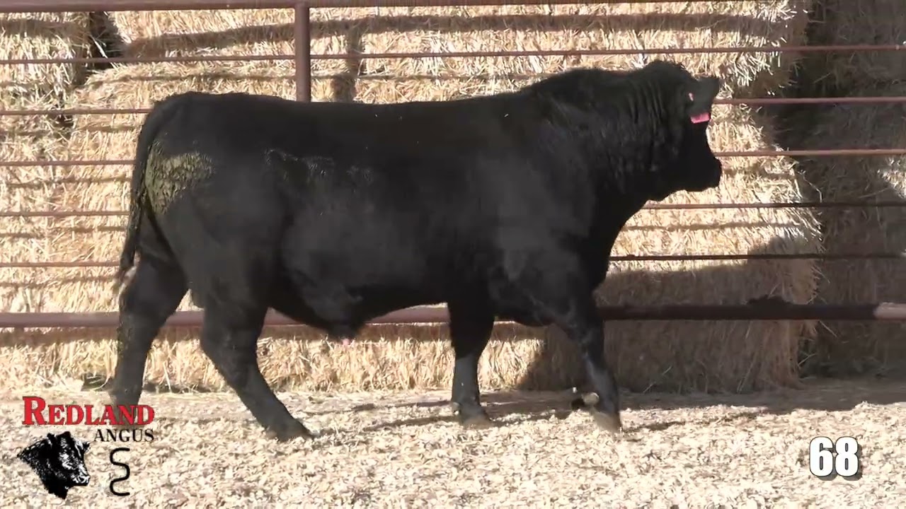Redland Angus Lot 68