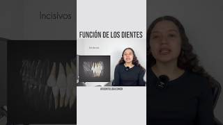 Función De Los Dientes