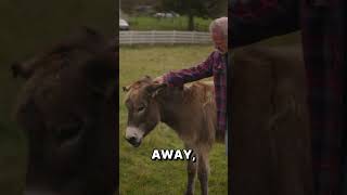 These DONKEYS had NO TIME for Dr.Doug and his Animal Chiropractic Care!