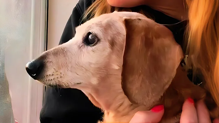 This Unwanted Senior Dog's Reaction to Finally Being Adopted Will Melt Your Heart