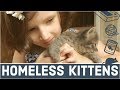 🐈 Cute and Playful Stray Kittens 🙀 4 Weeks Old 🐾 Pet Rescue Foster Home