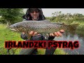 Irlandzki Pstrąg - Irish Brown Trout #2