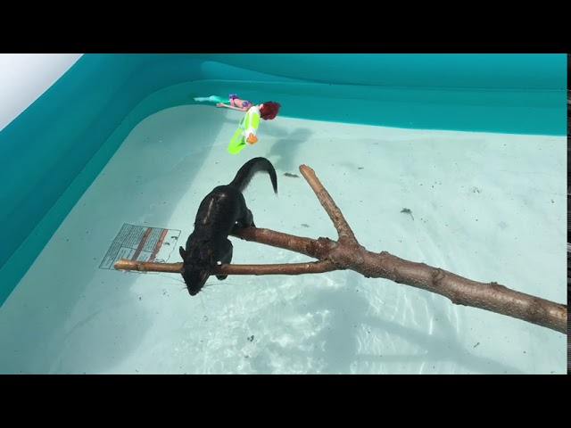 Dead squirrel in swimming pool