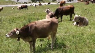 Troupeau Du Val Minger