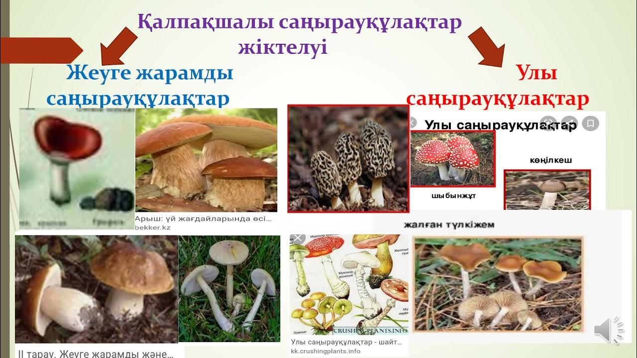 Әйелдердің жеңіл суреттері