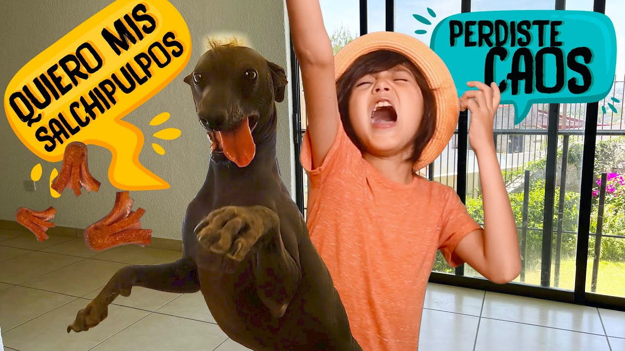 Escondo SALCHIPULPOS en mi CASA y Mi Perro tiene que ENCONTRARLOS