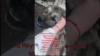 🆘️🆘️🆘️НУЖЕН ШАНС НА ЖИЗНЬ!  #moihvostiki #кавказскаяовчарка #спасение # #благотворительность #любовь