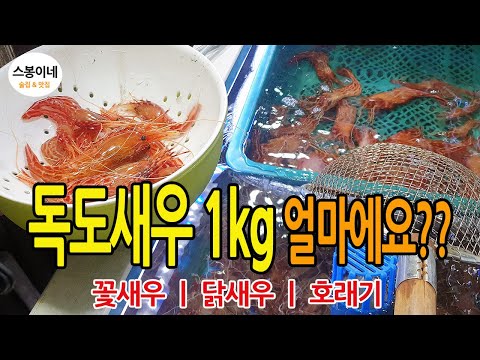 부산에서 독도새우 (꽃새우,닭새우) 1kg과 호래기 (꼴뚜기) 10마리 ㅣ 가격? 맛?