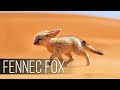 Fennec fox is the cutest wildlife predator the smallest fox in the world desert fox