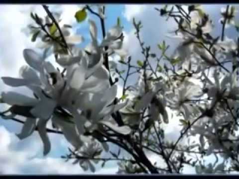 ლამაზი რომანტიკული სიმგერა