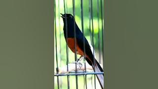 Tembakan murai batu isian kenari