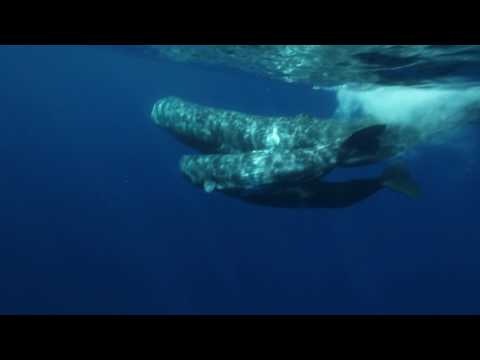 Female sperm whale