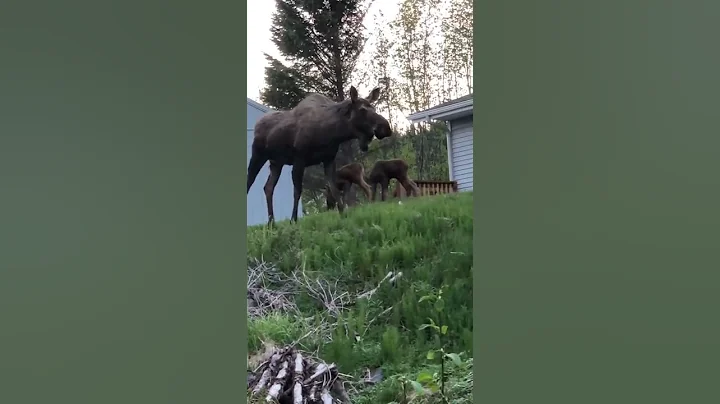 Moose Midnight Visitors