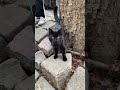 KATZE MIT LEINE 🐈‍⬛ #katze #katzenvideos #wien #vienna #catcontent #katzenkurzvideos