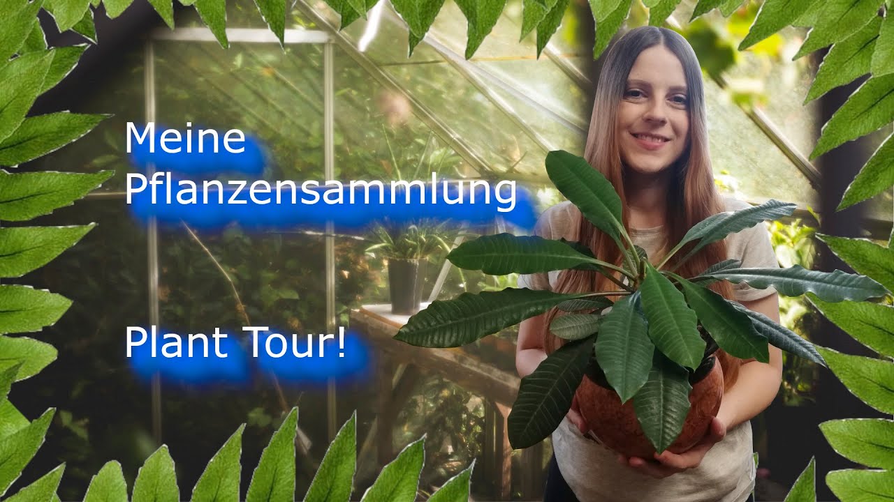 Plant-Tour, meine Pflanzensammlung |Hydroponic | FWC