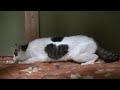 【保護猫】瀕死の野良猫を救ったのは保護主さんの優しさと、ボランティアさんの献身的な看護、そして本猫の生きる強い意志でした。♯44