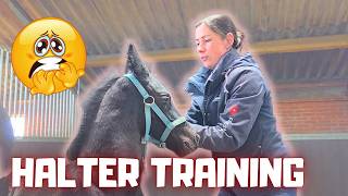 Rising Star's⭐ first training session! Foal Hille's First Halter and Wire Training | Friesian Horses Rising Star's⭐ first training session! Foal Hille's First Halter and Wire Training | Friesian Horses