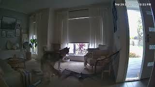 Husky breaks through fence! Bad dog! Caught on camera by Kirsty Bain 368 views 1 year ago 38 seconds