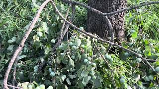 Persimmon Trees as Free Fall Livestock Feed