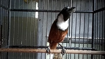 Burung tepus leher putih gacor ngerol panjang