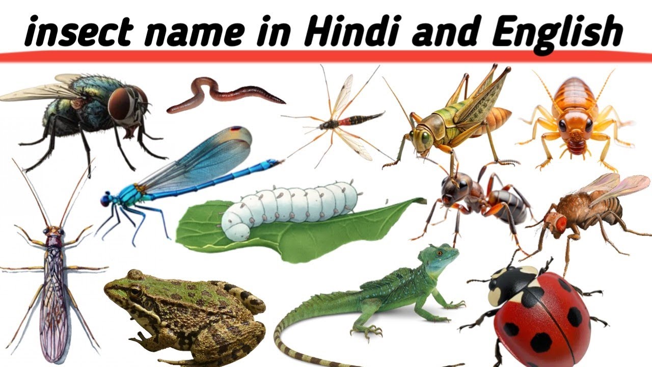 कीड़े का नाम | insect name in Hindi and English 