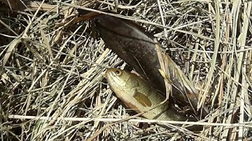 Xiệc cá trên ruộng lúa mới cắt / Fish scythe in newly cut rice fields
