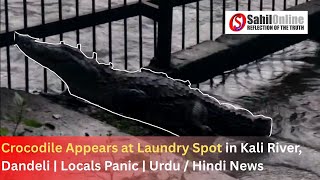 Crocodile Appears at Laundry Spot in Kali River, Dandeli | Locals Panic | Urdu / Hindi News