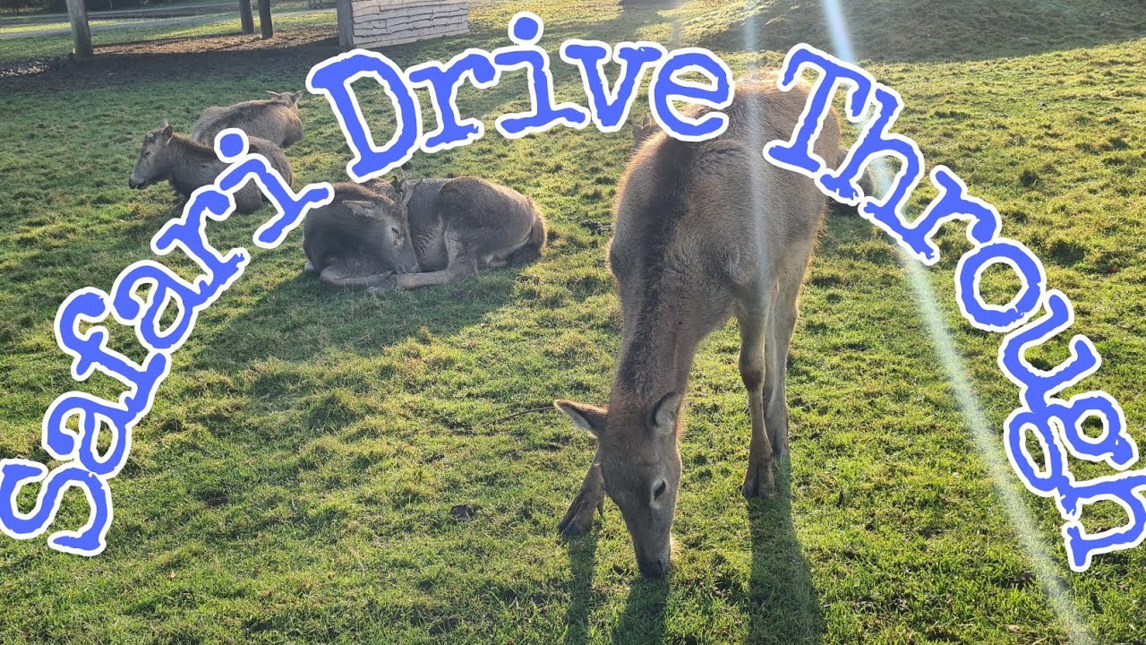 blair drummond safari park drive through