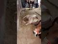 #cow #love #trendingshorts #trend #viral #explore #trendingvideo #trendingreels #trendingsong #song