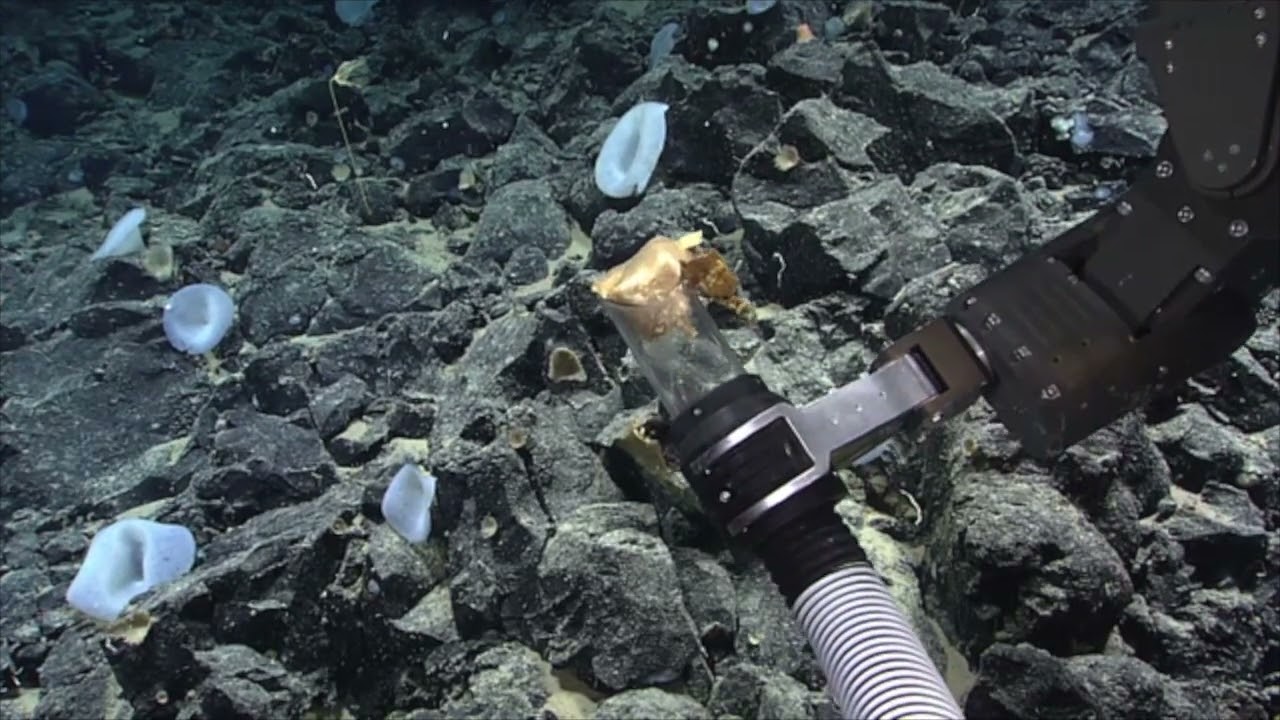 Scientists Discover Unidentified Golden Orb-Like Organism off the Coast of Alaska