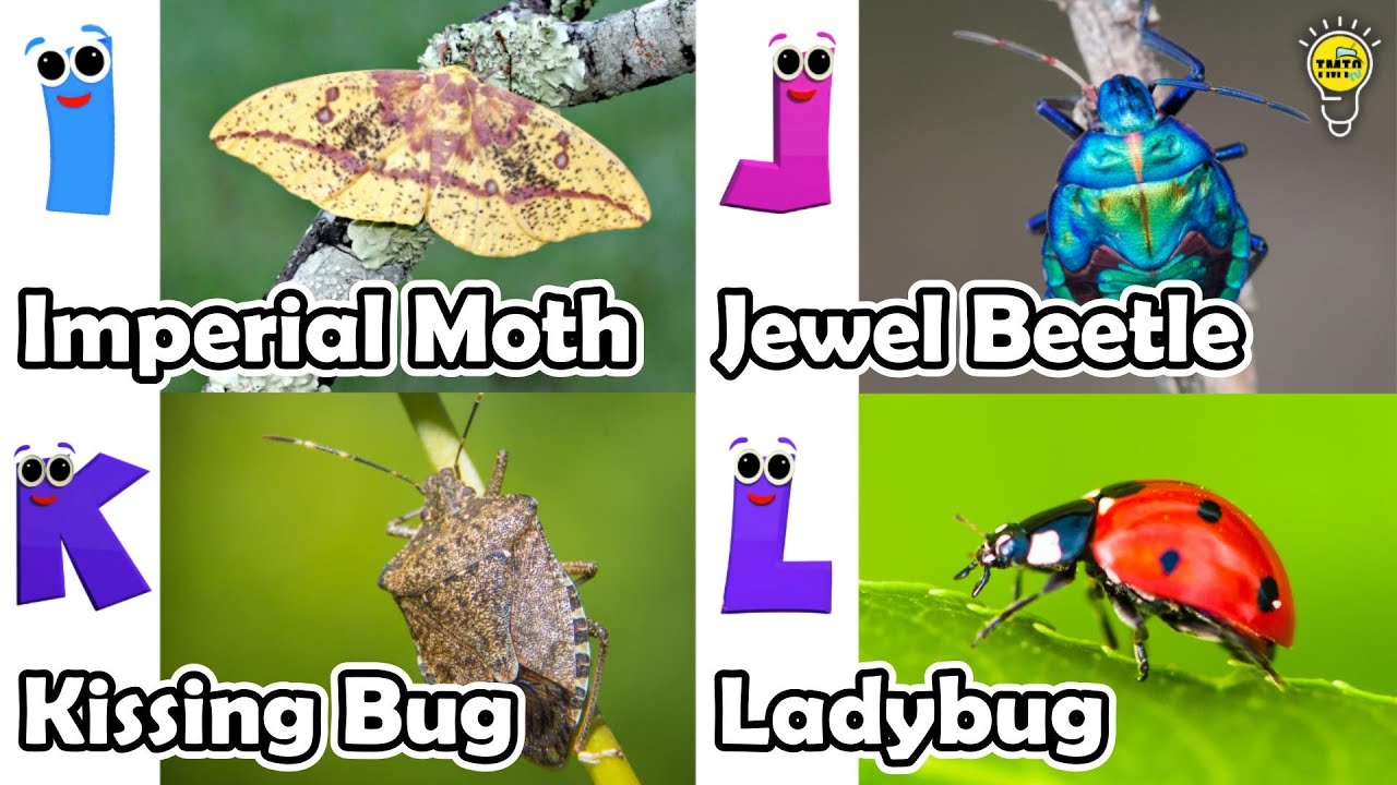 Abc Insect Song | A to Z Insects Song | Insects Alphabet song | Phonics for Kids