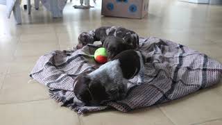 Mini Dachshund Puppies For Sale
