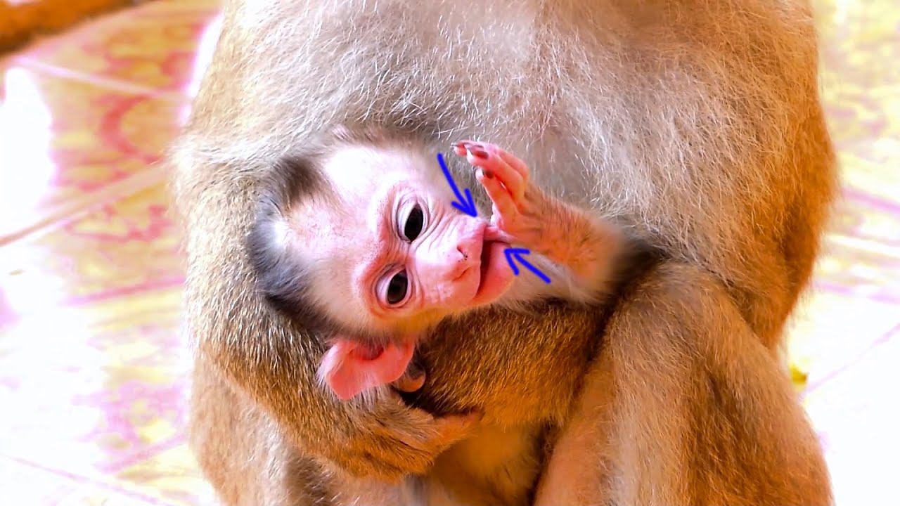 Due to hungry, tiny infant monkey suck his own finger when monkey mum just hug warmly