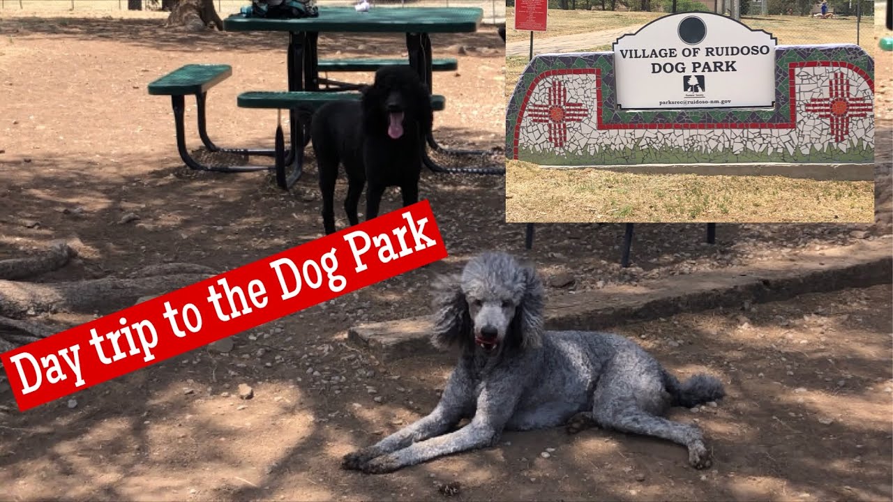 Ruidoso with the Poodles to escape the heat of Carrizozo. Ruidosa 