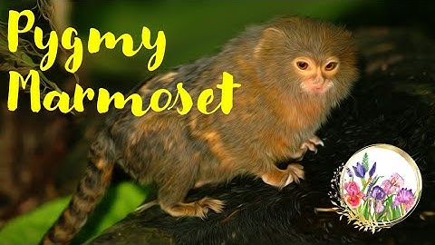 Meet the Smallest Marmoset Monkey