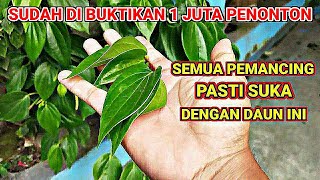 PLUNG NYOTT‼️UMPAN INI BIKIN LUPA PULANG