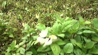 蝶舞 2011 0415